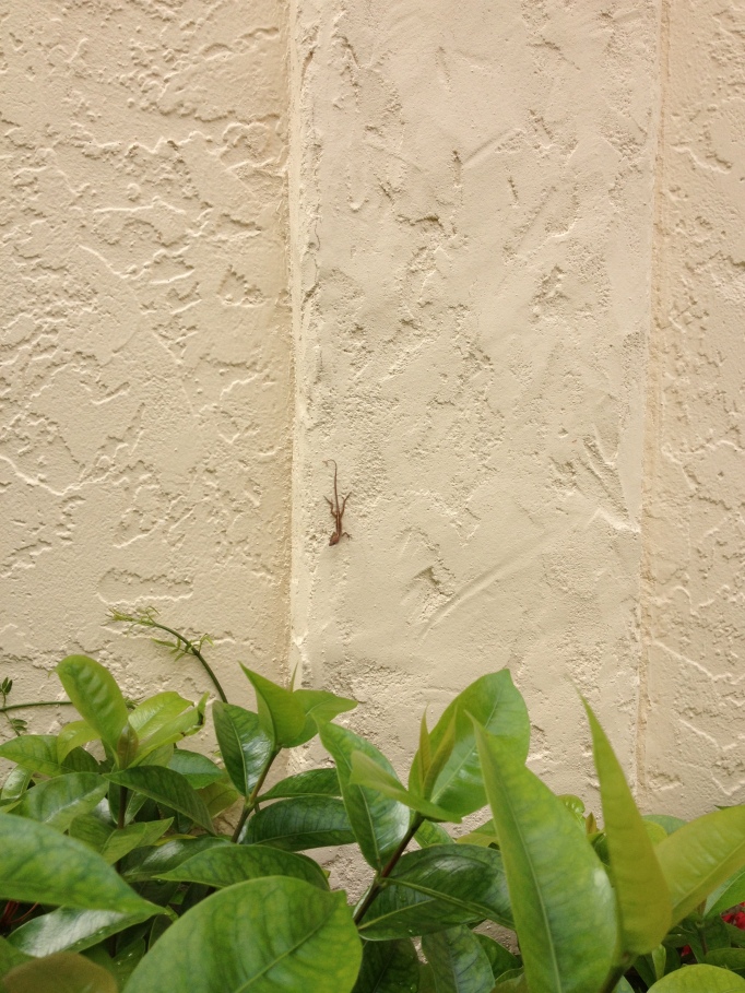 Gecko on a restaurant wall at breakfast-time, Punta Gorda, Florida.